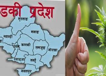 गाँजा खेतीका लागी गण्डकी प्रदेशद्धारा कानुनको मस्यौदा तयार, १८ वर्षभन्दा कम उमेरकालाई खेतीमा रोक
