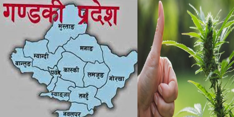 गाँजा खेतीका लागी गण्डकी प्रदेशद्धारा कानुनको मस्यौदा तयार, १८ वर्षभन्दा कम उमेरकालाई खेतीमा रोक