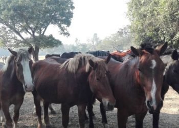 घोडा प्रजनन केन्द्र स्थानान्तरण गर्ने तयारी