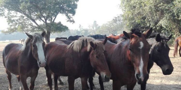 घोडा प्रजनन केन्द्र स्थानान्तरण गर्ने तयारी