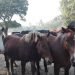 घोडा प्रजनन केन्द्र स्थानान्तरण गर्ने तयारी