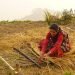 बजारीकरणको अभावमा लोप हुँदै गुन्द्री