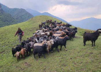 कर्णालीमा खसी–बोकाबाट तीन अर्ब २४ करोडको आम्दानी
