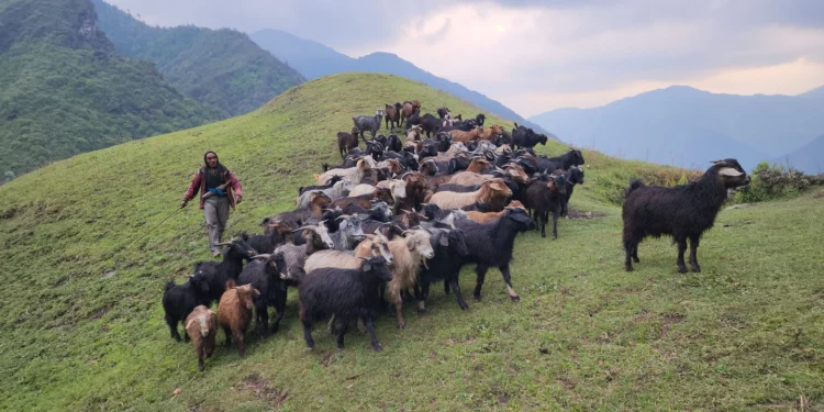 कर्णालीमा खसी–बोकाबाट तीन अर्ब २४ करोडको आम्दानी