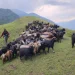 कर्णालीमा खसी–बोकाबाट तीन अर्ब २४ करोडको आम्दानी