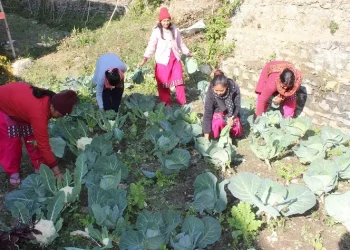 करेसाबारीको तरकारी दिवा खाजामा