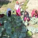 करेसाबारीको तरकारी दिवा खाजामा