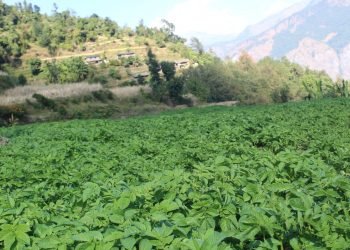 म्याग्दीका किसान आलु खेतीतर्फ आकर्षित