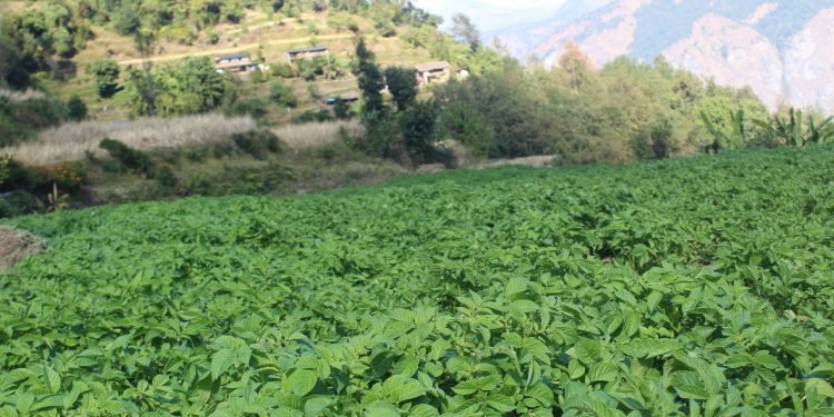 म्याग्दीका किसान आलु खेतीतर्फ आकर्षित