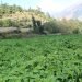 म्याग्दीका किसान आलु खेतीतर्फ आकर्षित