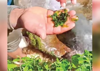 कुनै वेला दरबारमा परिकार बन्थ्यो लेउ, अहिले लोप हुने अवस्थामा