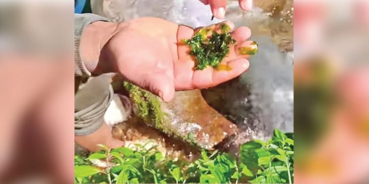 कुनै वेला दरबारमा परिकार बन्थ्यो लेउ, अहिले लोप हुने अवस्थामा