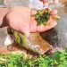 कुनै वेला दरबारमा परिकार बन्थ्यो लेउ, अहिले लोप हुने अवस्थामा