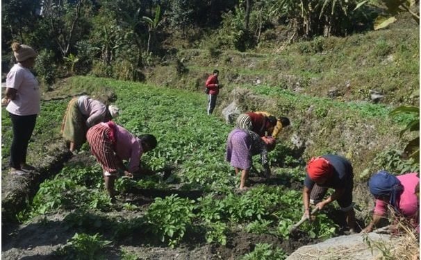 म्याग्दीको सिङ्गा ठूलोखोलामा सामूहिक आलुखेती