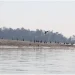 नारायणी नदी क्षेत्रमा ४१ प्रजातिका जलपक्षी भेटिए