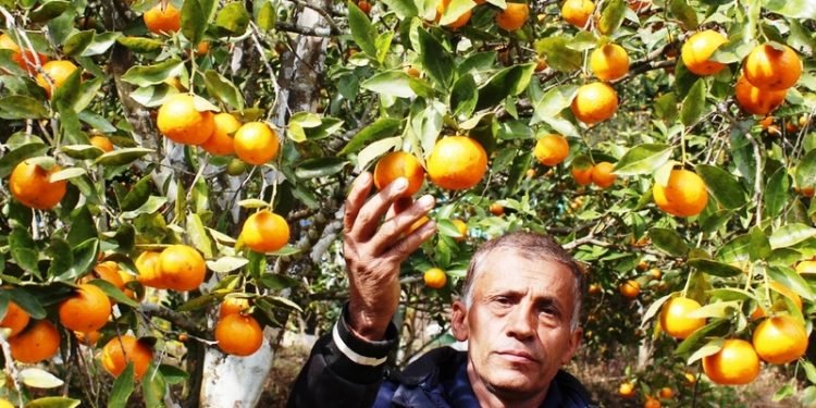 एउटै बगानमा बिक्यो १० लाखको सुन्तला