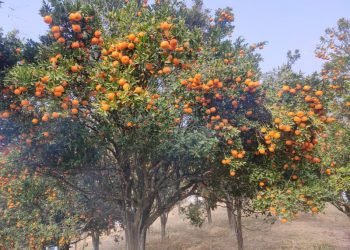 खोटाङबाट ३६ करोड बढीको सुन्तला निर्यात