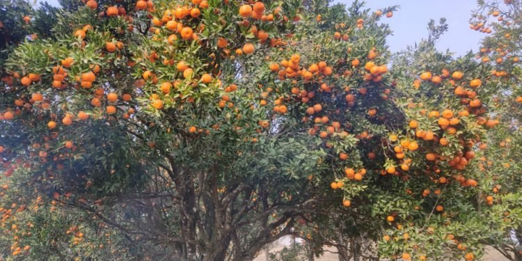 खोटाङबाट ३६ करोड बढीको सुन्तला निर्यात
