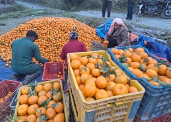 म्याग्दी राखुगाउँबाट डेढ करोडको सुन्तला बिक्री