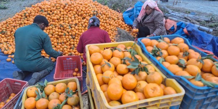 म्याग्दी राखुगाउँबाट डेढ करोडको सुन्तला बिक्री