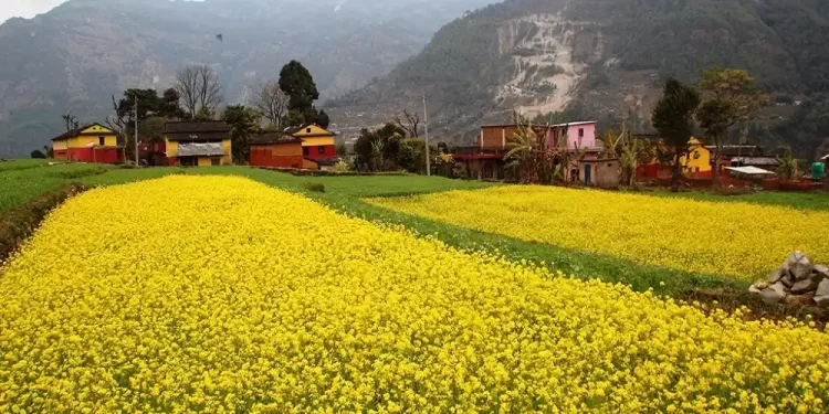 एउटै पालिकामा २५ सय बिघामा तोरी खेती