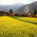 एउटै पालिकामा २५ सय बिघामा तोरी खेती