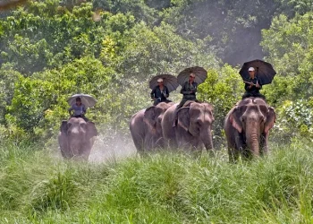 बर्दिया राष्ट्रिय निकुञ्जमा पर्यटक बढे