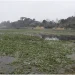 जलकुम्भीले खोस्यो टरुवा तालको सौन्दर्य