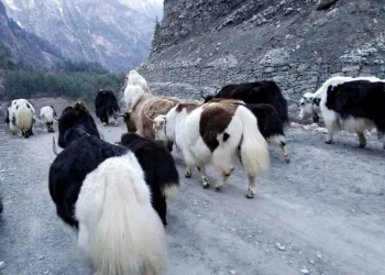 मुस्ताङका किसानलाई याक वितरण