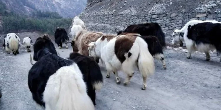 मुस्ताङका किसानलाई याक वितरण