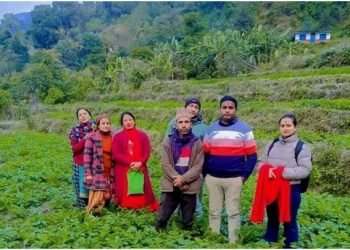 अम्बोटका आमा समूहद्वारा सामूहिक आलुखेती