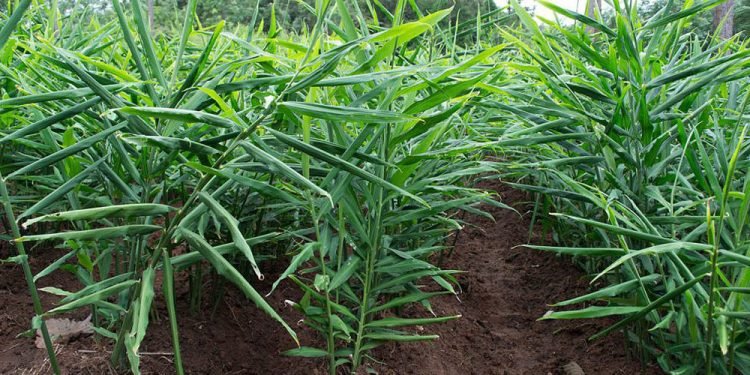 उदयपुरमा अदुवा उत्पादन घट्दै