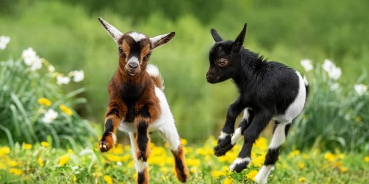 विद्यार्थीलाई छात्रवृत्तिमा दिइयो बाख्राको पाठी