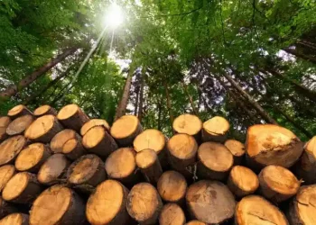 वन कार्यालय परिसरमै गोलिया काठ सड्दै
