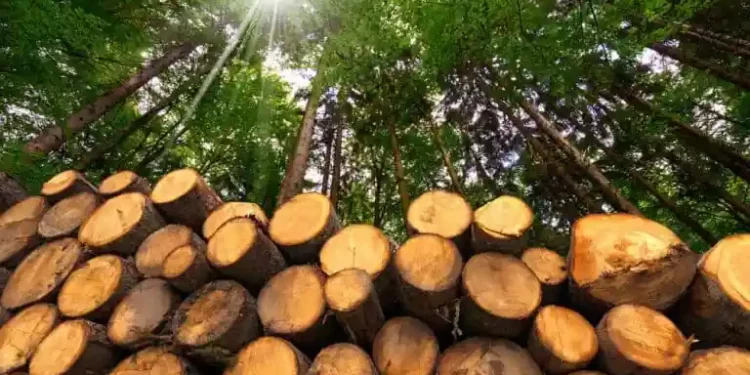 वन कार्यालय परिसरमै गोलिया काठ सड्दै