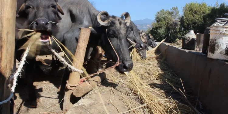 अजिरकोटका किसानलाई व्यावसायिक भैँसीपालन तालिम