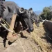 अजिरकोटका किसानलाई व्यावसायिक भैँसीपालन तालिम