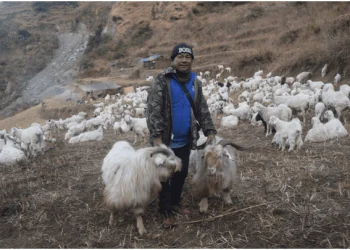 हिम्मतले भेडीगोठ धानेका हिमबहादुर