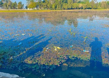 बुलबुले तालको झार हटाइँदै