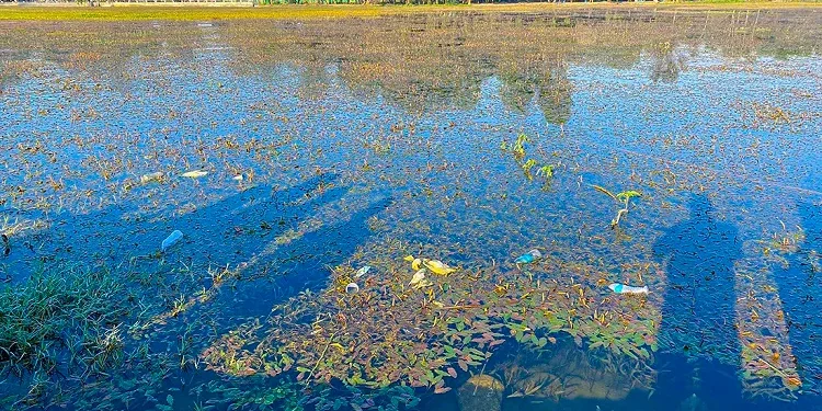 बुलबुले तालको झार हटाइँदै