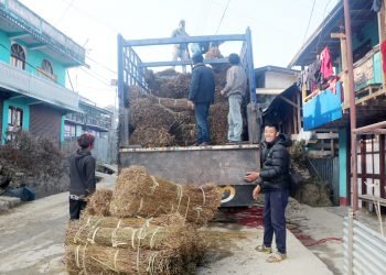 चिराइतोको मूल्य बढ्दो, उत्पादन घढ्दो