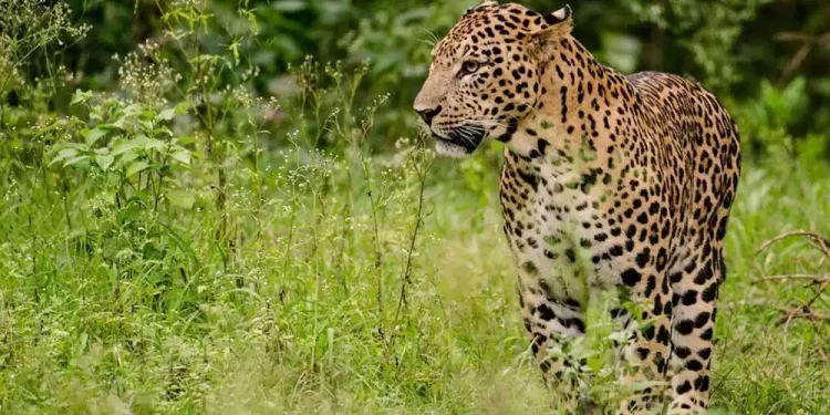 घरघरमा छिर्न थाले बाँदर र बँदेल, सडकमै देखिन्छन् चितुवा