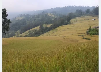कञ्चनपुरमा चैते धानखेतीको आकर्षण बढ्दै