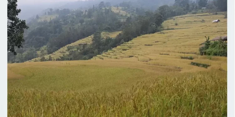 कञ्चनपुरमा चैते धानखेतीको आकर्षण बढ्दै