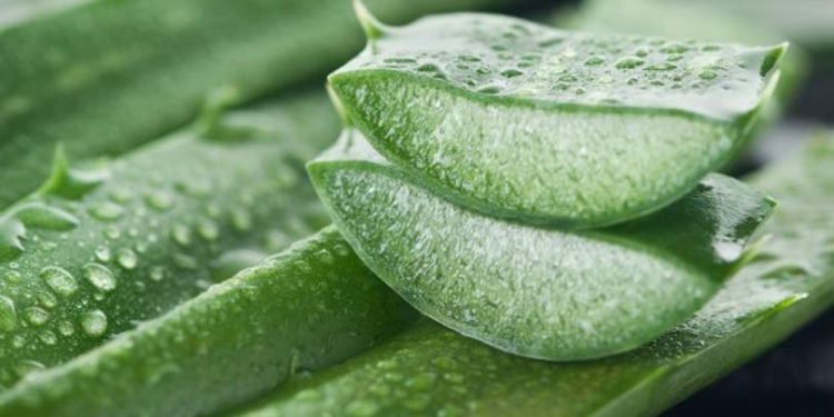 कपालमा घिउकुमारी लगाउँदा हुन्छन् यस्ता फाइदा