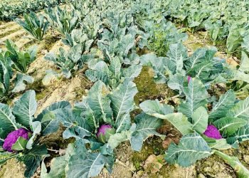 लहानका किसान रतन साहले फलाए रङ्गीन काउली