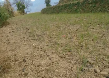 खडेरीका कारण हिउँदे बाली प्रभावित