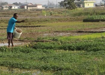 खोले साग बिक्रीबाट तीन महिनामा तीन लाख आम्दानी