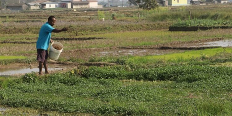 खोले साग बिक्रीबाट तीन महिनामा तीन लाख आम्दानी