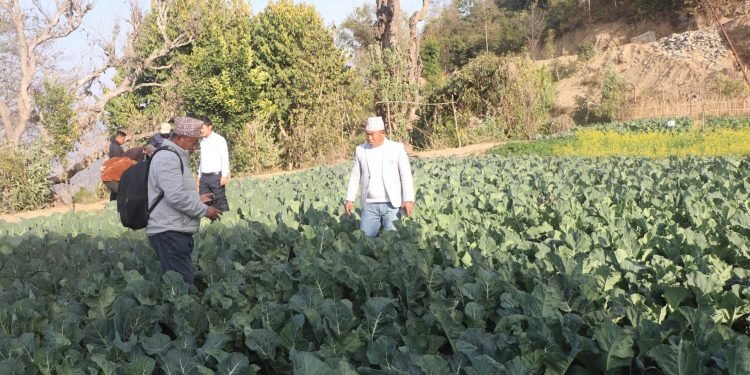 अर्ग्यानिक कृषि उत्पादनमा जुट्दै भोजपुरका किसान